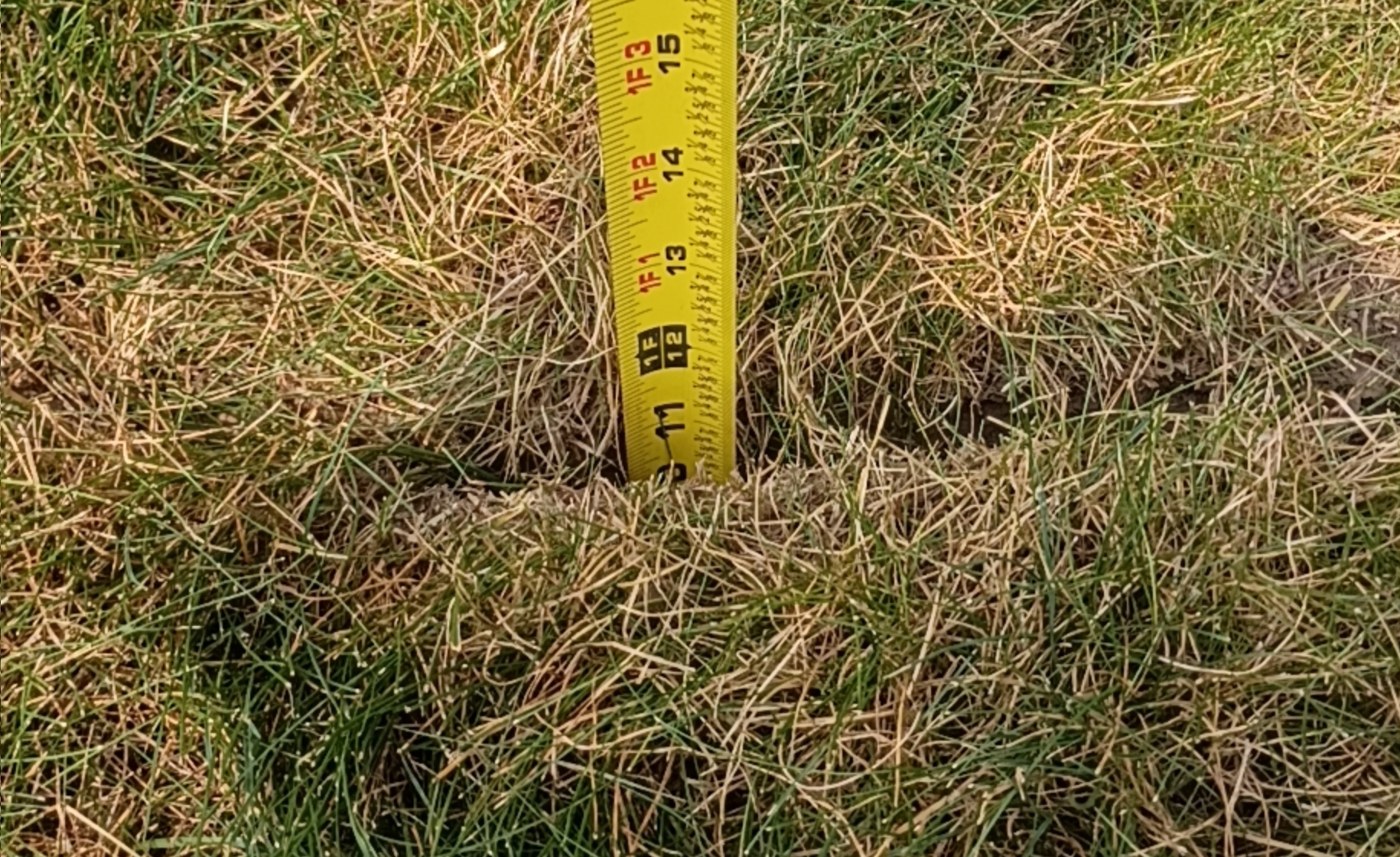 Tape measure standing in turf with the 12-inch mark visible above the grass line